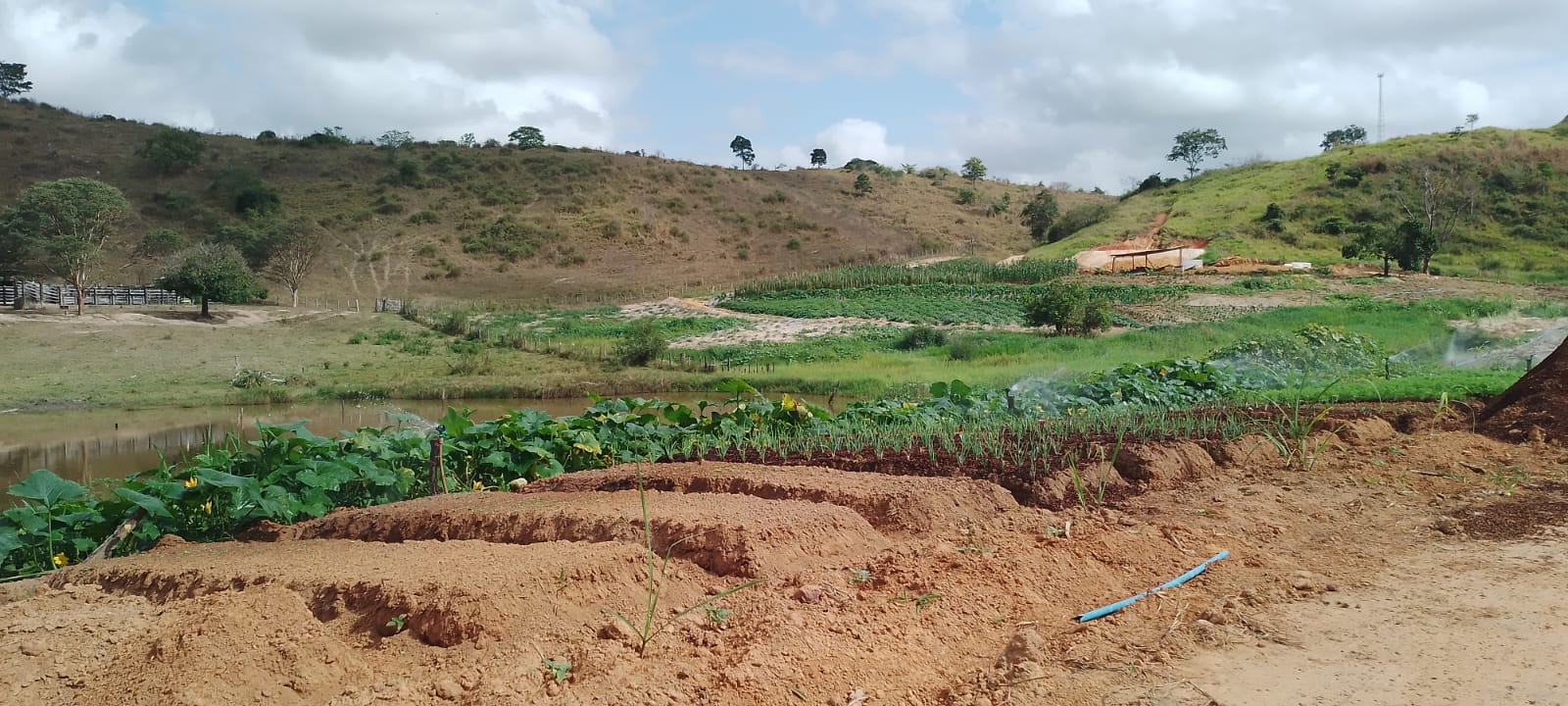 Hortões em parceria com o Ifes produzem    1,5 mil kg de legumes, raízes e frutas e mais   156 caixas de folhas em julho 