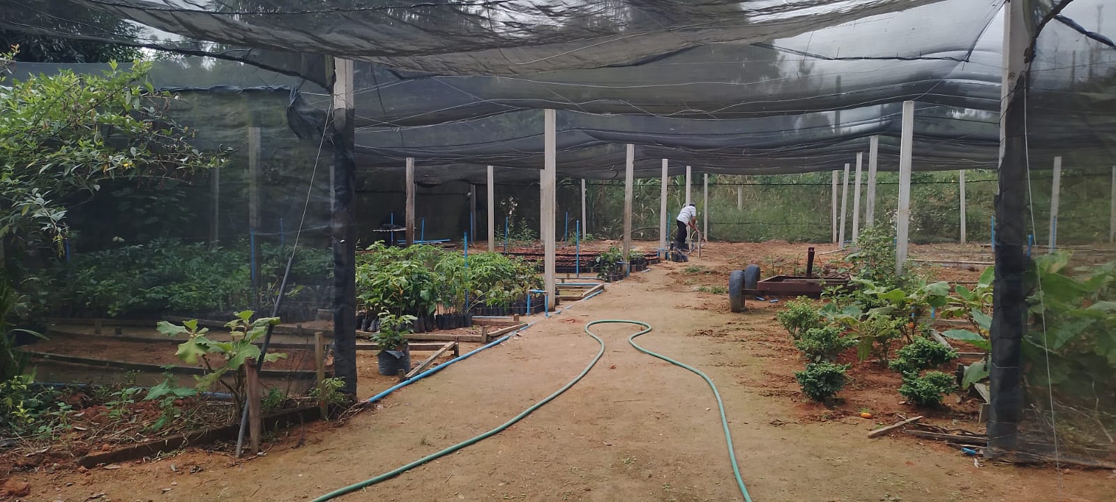 Horto municipal distribuiu 1.075 mudas de  essências nativas e frutíferas em novembro