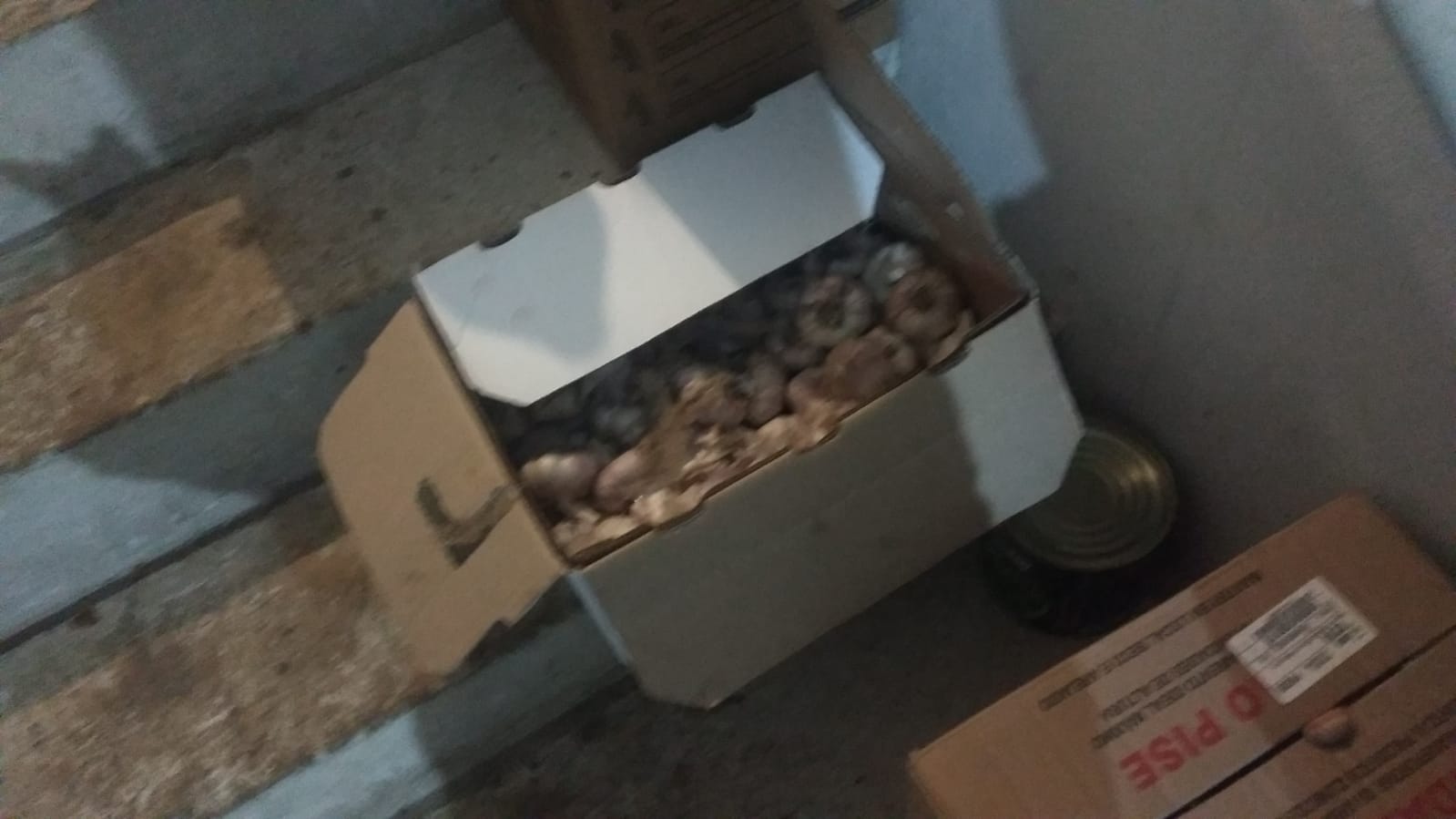 Imagem da Galeria: Fiscalização da Vigilância Sanitária e Procon interdita quatro lanchonetes em Barra de São Francisco
