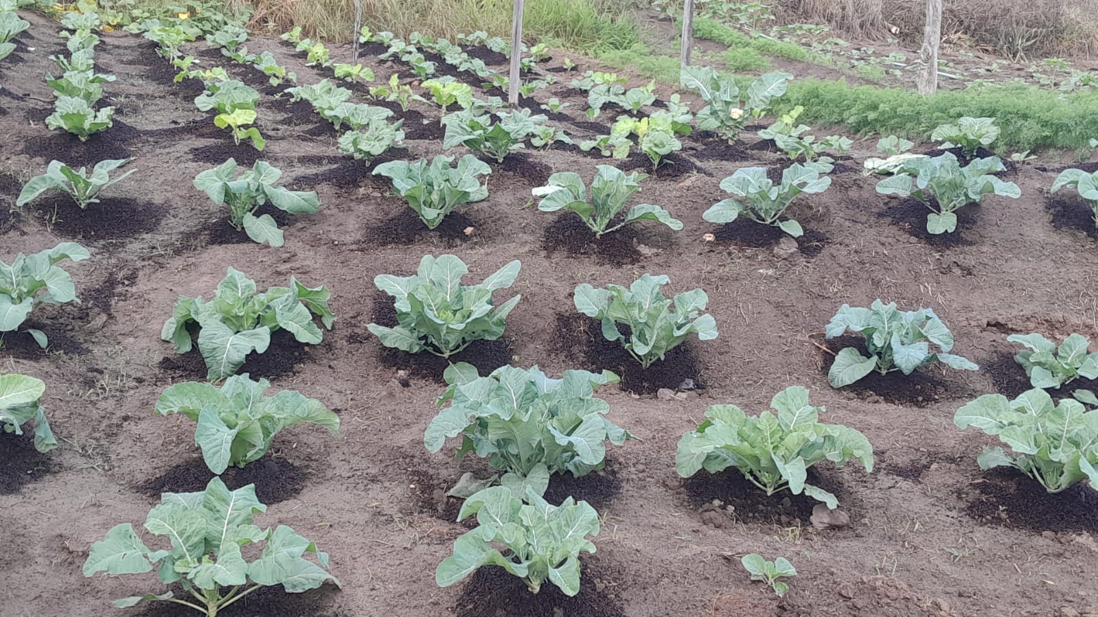 Imagem da notícia: Secretaria Municipal de Agricultura divulga relatório de atividades referente ao mês de maio
