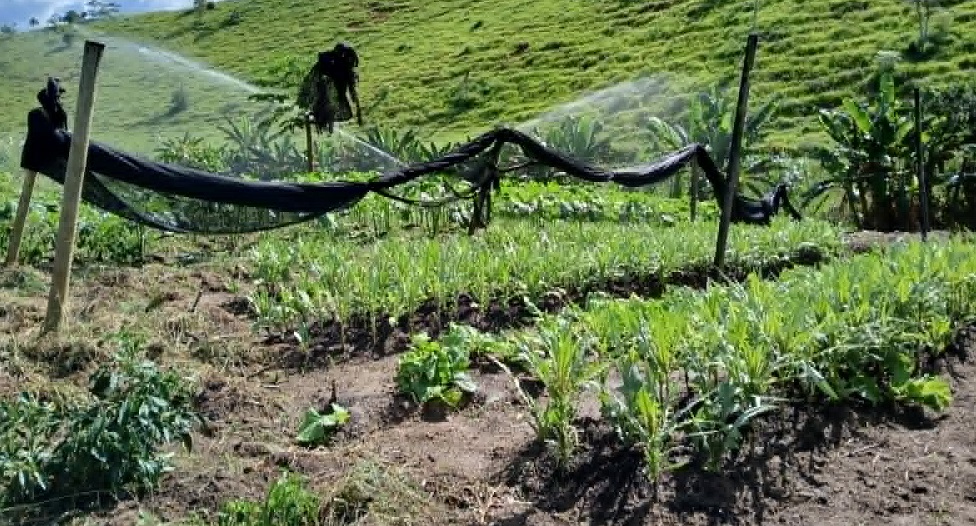 Imagem da notícia: Prefeitura amplia segurança alimentar com distribuição de hortaliças do Hortão Municipal